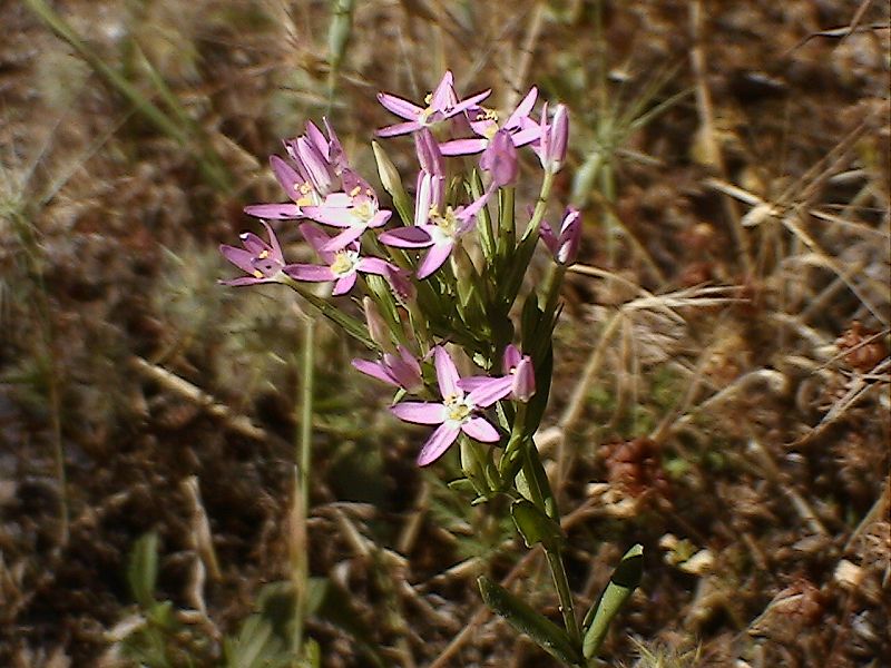 Centaurium erythraea sl.